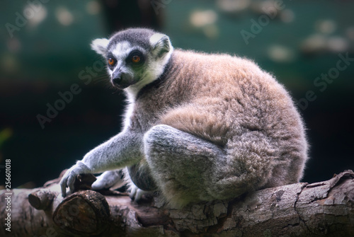 Fototapeta Naklejka Na Ścianę i Meble -  Lemur in rain forest trees Madagascar. Lemurs range in weight from 30 g to 9 kg. Most of them eat a lot of fruits and leaves and some species only eat one kind of food