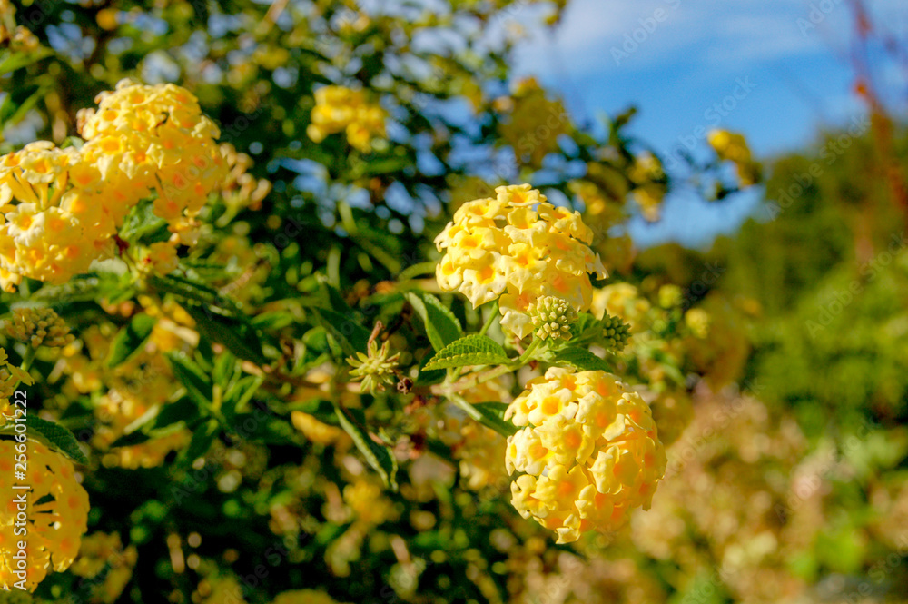 Closeup to blossom flowers with colorful of colour Closeup to blossom flowers with colorful of colour