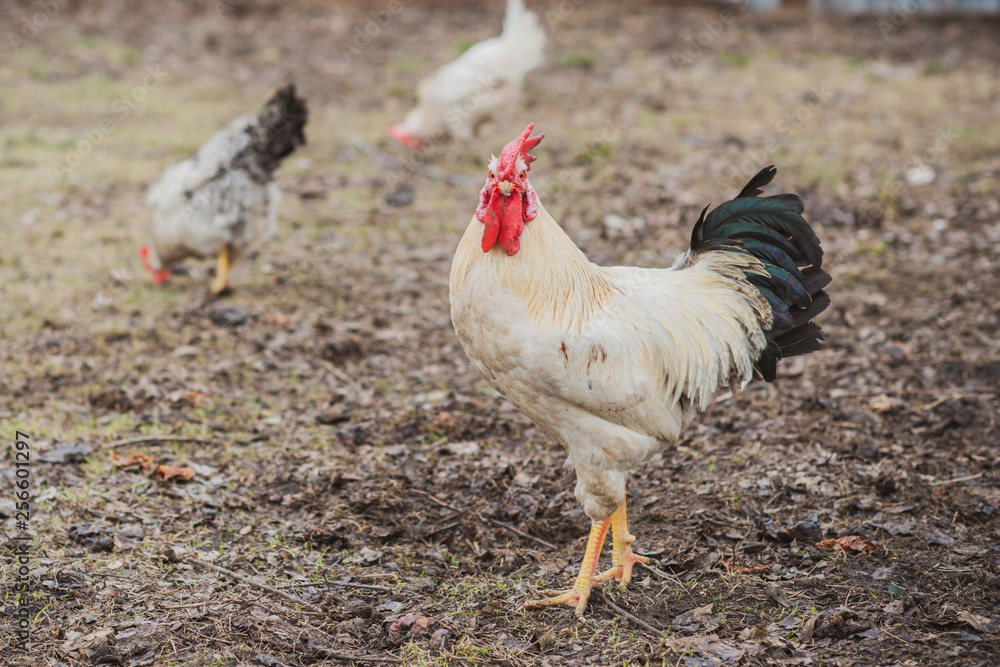 Hens on farm , concept domestic animals at village 
