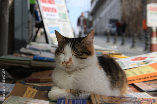 Photography The sleeping cat