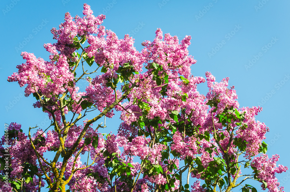 Lilac flowers in spring garden in the sunlight