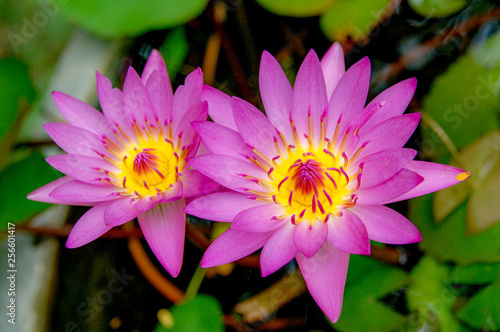 Water Lily or Asia Lotus Flower with pink and white yellow colour blooming over water.