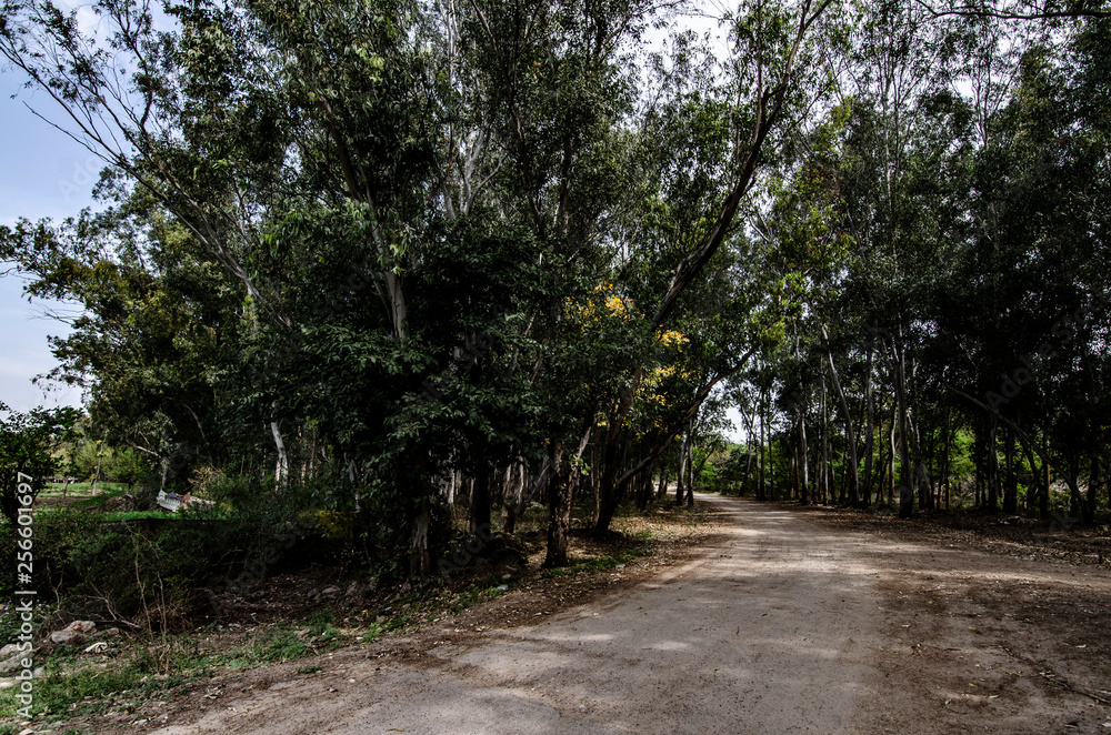 dirt road in forest dirt road in forest