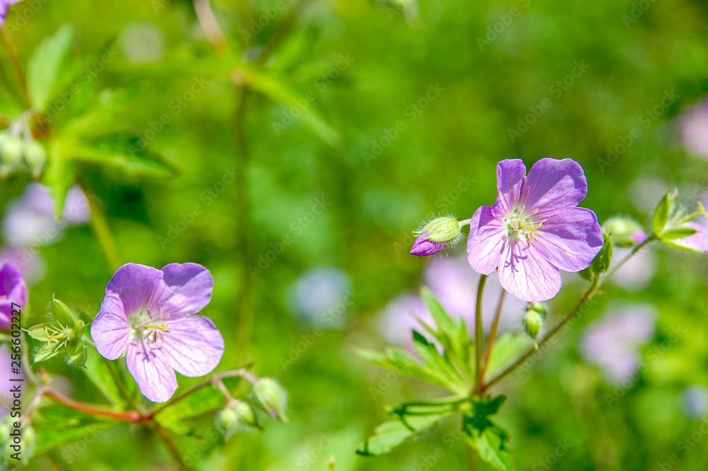 Beautiful bloom flower name Geranium wilfordii with purple pastel colour. Beautiful bloom flower name Geranium wilfordii with purple pastel colour.