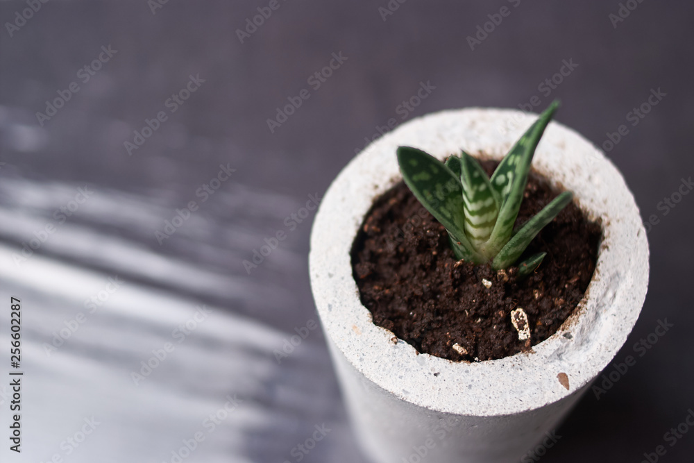 Succulents in diy concrete pot. Only planted in pots. On black background. the concept of home comfort Succulents in diy concrete pot. Only planted in pots. On black background. the concept of home comfort