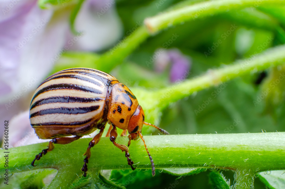 Colorado potato beetle crawling on the branches of potato Colorado potato beetle crawling on the branches of potato