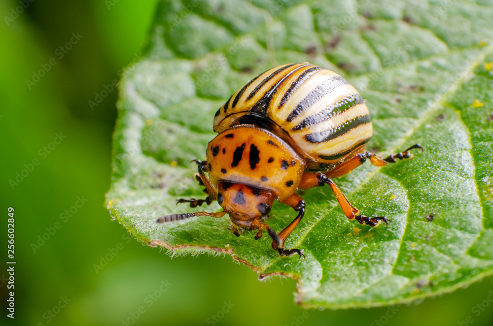 Colorado potato beetle crawling on potato leaves Colorado potato beetle crawling on potato leaves