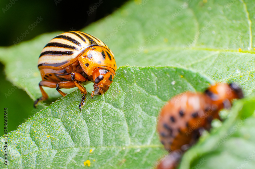 Colorado potato beetle eats green potato leaves Colorado potato beetle eats green potato leaves