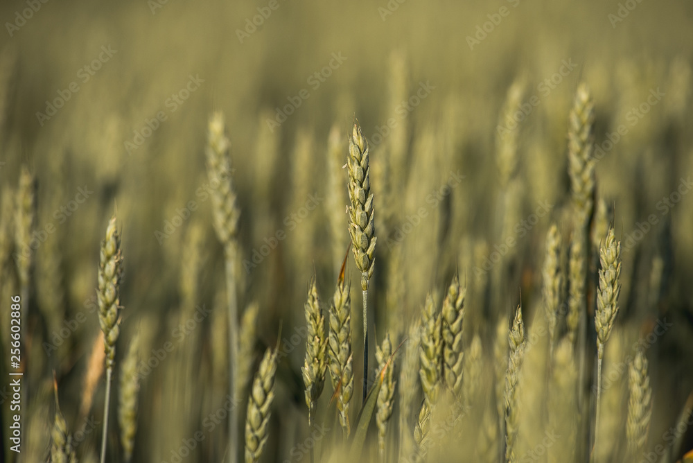 Green ears of wheat. Background wheat field Green ears of wheat. Background wheat field