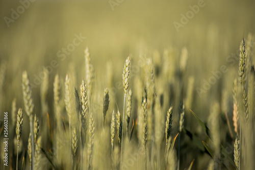 Green ears of wheat. Background wheat field