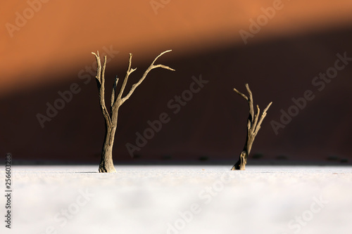 Deadvlei tree in last light, Sossusvlei, Namibia. photo