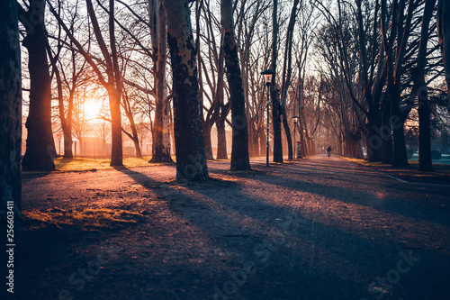 Tree avenue at sunrise beautiful view 