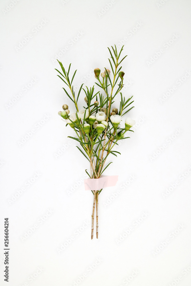 Fototapeta premium 아름다운 봄 꽃들, 활짝핀 아름다운 꽃 ,꽃 오브젝트