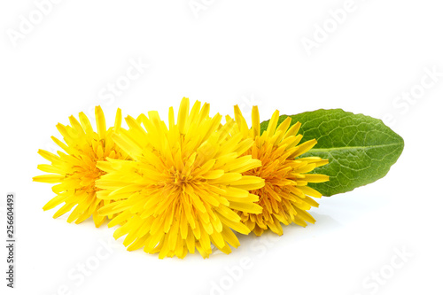 Dandelion officinale floweron.