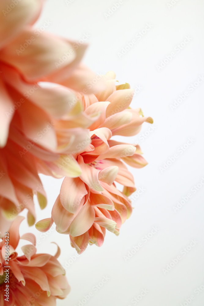 아름다운 봄 꽃들, 활짝핀 아름다운 꽃 ,꽃 오브젝트