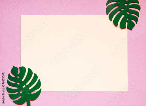 Flatlay background of monstera leaves is colorful and light blank with copy space top of view. Tropical palm leaves background. Selective focus