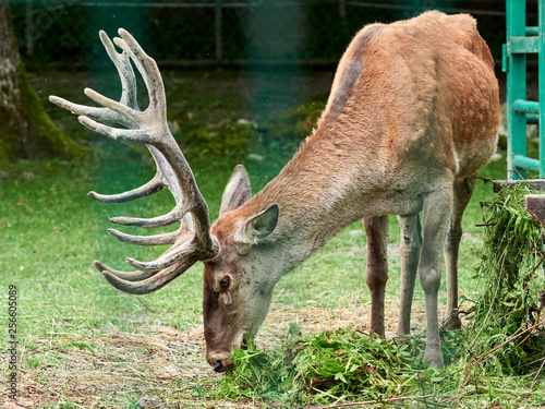 The red deer grazes on a green lawn