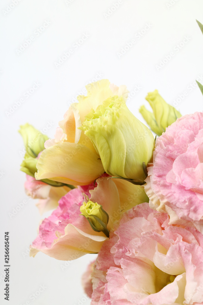 Obraz premium 아름다운 봄 꽃들, 활짝핀 아름다운 꽃 ,꽃 오브젝트