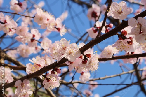 梅の花 春 満開 みかも 栃木