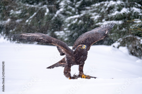 Golden eagle (Aquila chrysaetos) in the forest during snowfall rips pieces of meat from frozen racoon carcass. Golden eagle on snow.