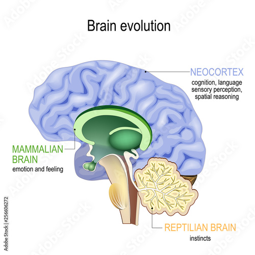Brain evolution. Triune brain: Reptilian complex, mammalian brain and Neocortex