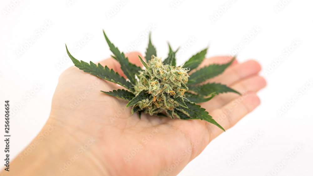 Leaves and flowers buds of the cannabis, marijuana cone on the palm of the hand on a white background