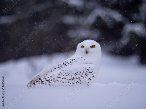 Snowy owl (Bubo scandiacus) on snowy ground. Snowy owl portrait. Snowy owl closeup photo.