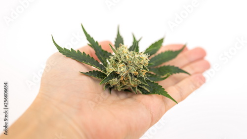 Obraz na płótnie Leaves and flowers buds of the cannabis, marijuana cone on the palm of the hand on a white background w salonie
