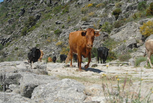 Trashumancia en la sierra de Gredos. Avila.España