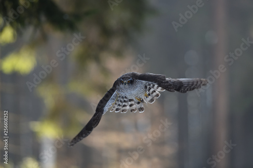 Northern goshawk flying