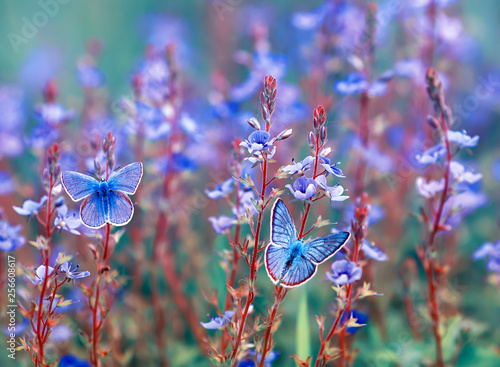 two beautiful little golubyanka Icarus butterflies sit on a blooming meadow o...