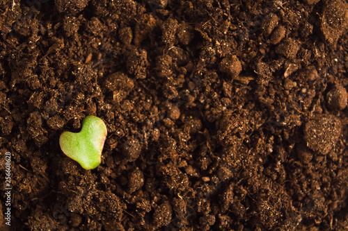 Day of Earth concept, green leaf with heart shape over natural brown ground with copy space