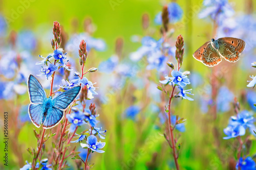 beautiful little golubyanka Icarus butterflies sit and flutter in a bright me...