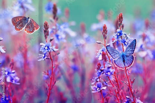 beautiful little golubyanka Icarus butterflies sit and flutter in a bright me...