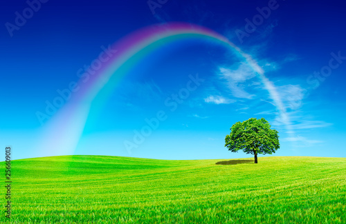 Idyllic view  lonely tree with rainbow on green field