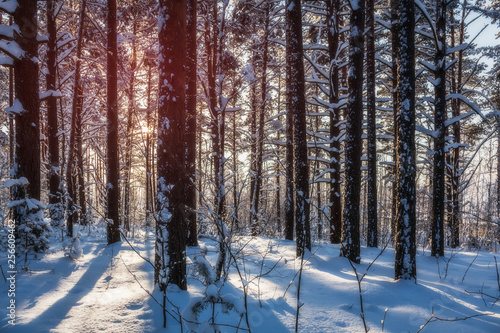 Trees are in the forest in winter under snow - landscape