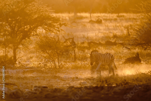 Zebra in gold dust