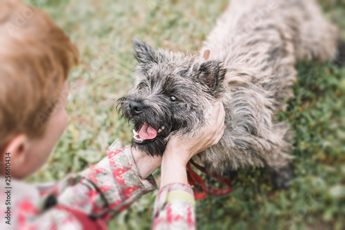 Cute funny dog and girl walk in nature. The hands of the girl praise and look at the dog. Breed Kern Terrier.