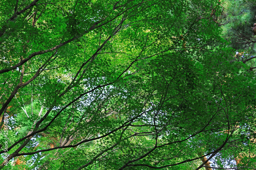 Texture of fresh green leaves as background material