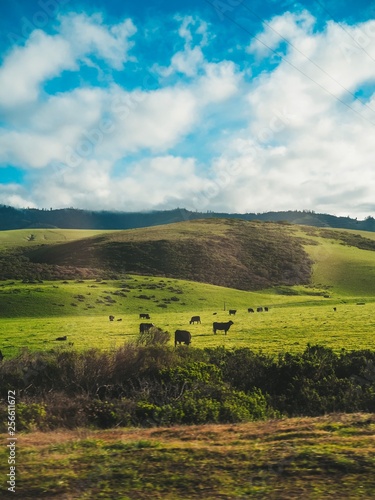 Cows graze in a meadow in California