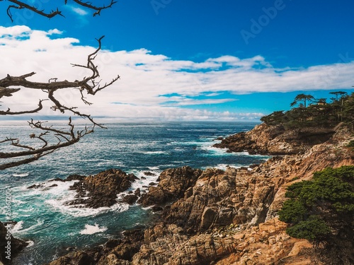 Lone Cypress tree on Monterrey peninsula in California, heavenly landscape, azure water photo