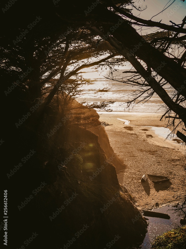 Shore photographed from behind trees in California near San Francisco, beautiful sunset light