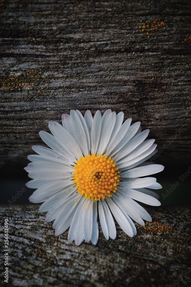 Obraz premium daisy flower plant petals