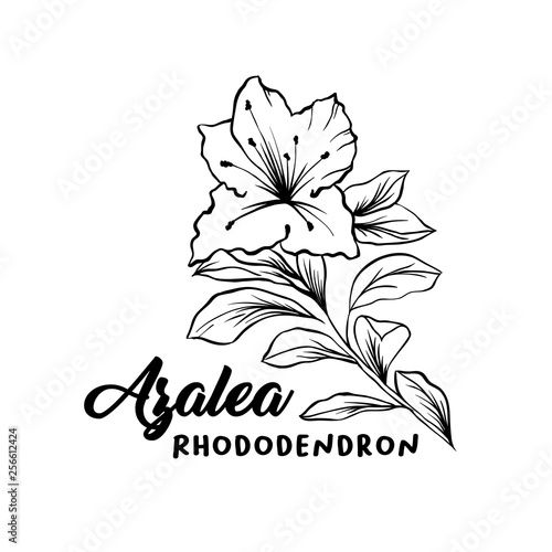 Azalea, ericaceae flowers hand drawn illustration. Beautiful blooming plant ink pen sketch. Freehand outline floral blossom engraving. Greeting card monochrome isolated design element