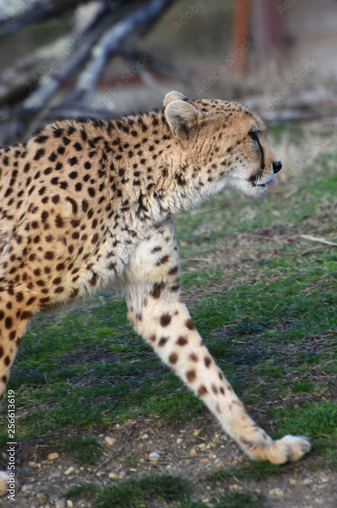 cheetah cheetah