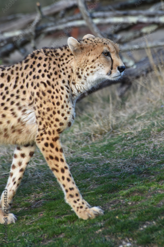 cheetah cheetah