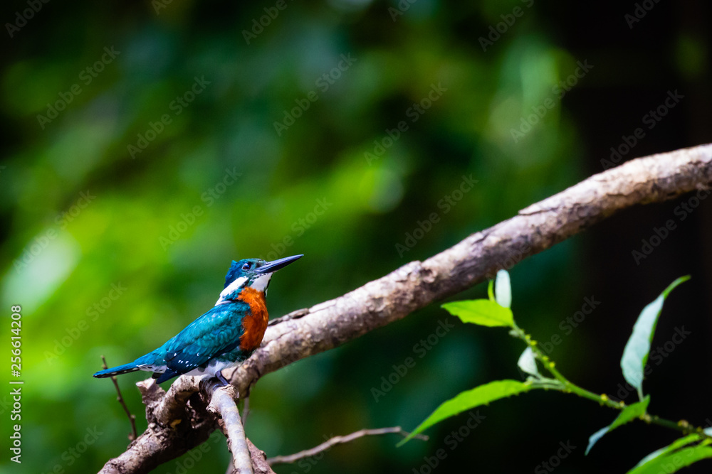 Kingfisher in the jungle of Surinam Kingfisher in the jungle of Surinam