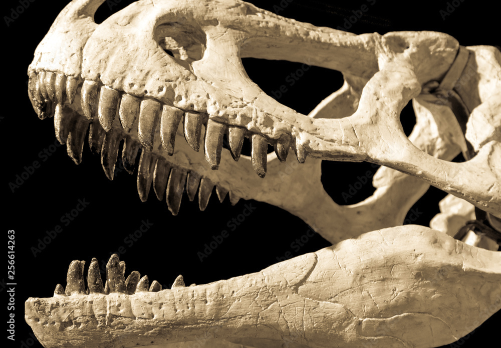 Tyrannosaurus Rex head Tyrannosaurus Rex head