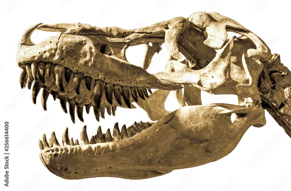 Head of dinosaur Head of dinosaur