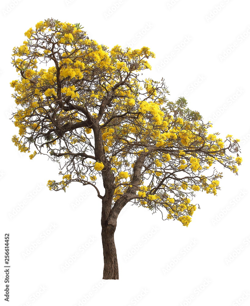 isolated tabebuia golden yellow trumpet flower blossom tree on white background